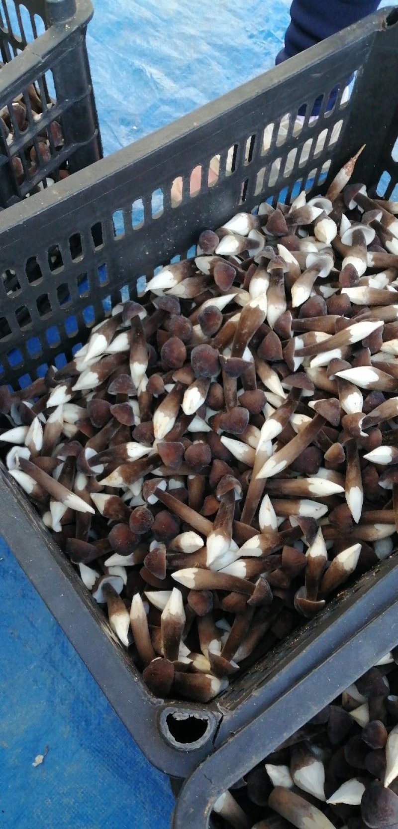 黑皮鸡枞菌