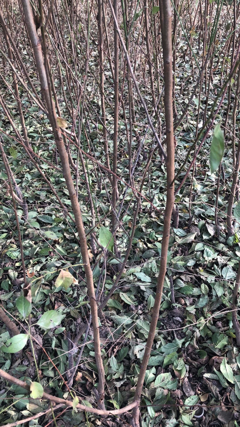 青脆李