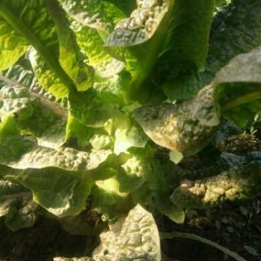 福建红莴苣皮薄肉绿无黑头裂口紫叶莴苣