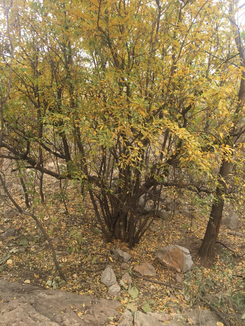 大红袍石榴树，软籽石榴，花石榴