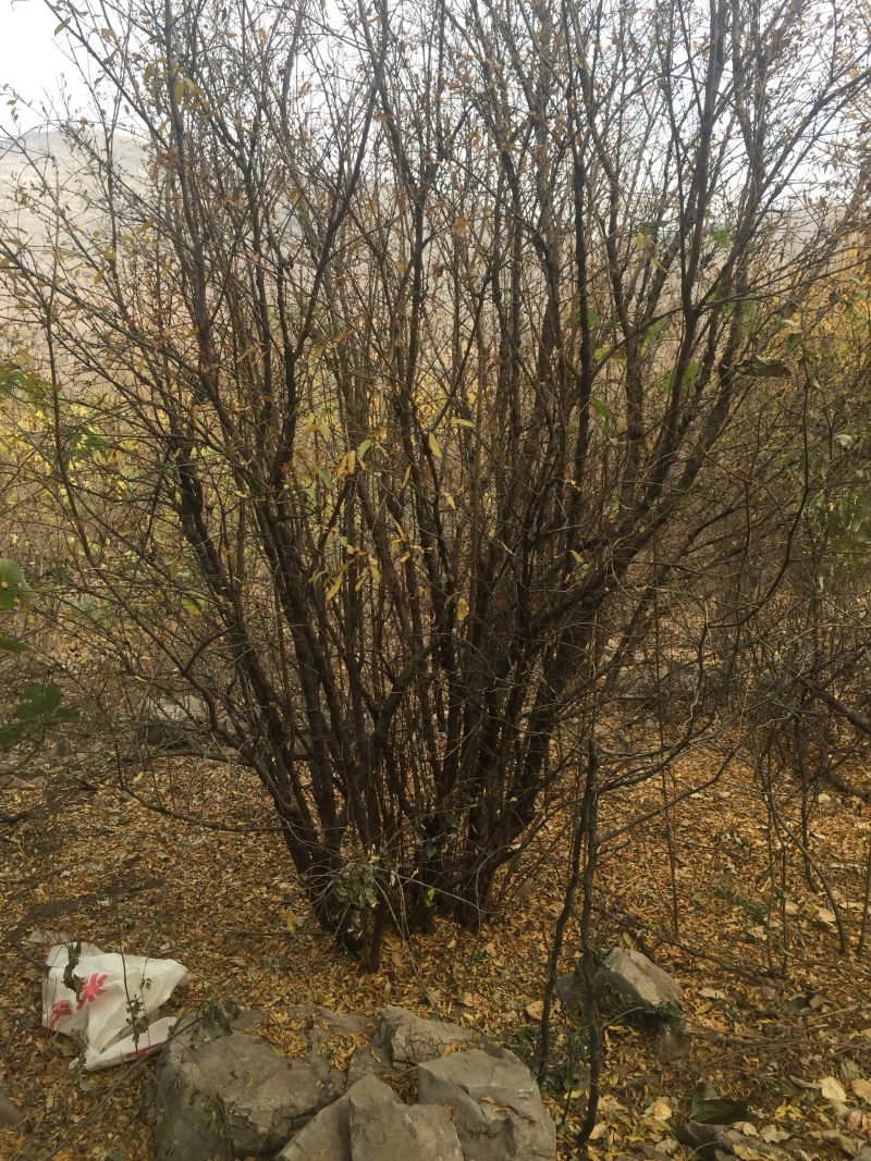 大红袍石榴树，软籽石榴，花石榴