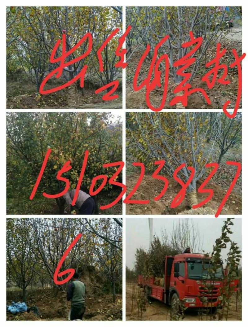 八棱海棠4~6cm4~6cm4~6cm