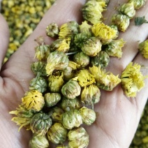 正品桐乡杭白菊胎菊无硫精选散装包邮