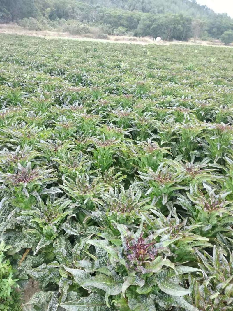 莴苣一手货源质量保证红叶莴苣杆子