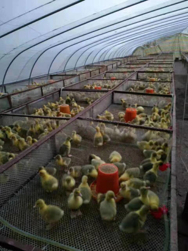 天津大棚管生产厂家