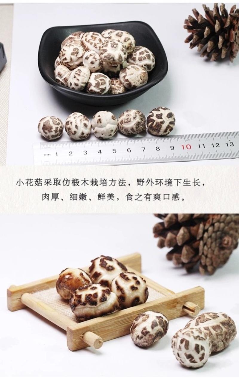 房县精品滑子菇小花菇珍珠菇1.0--1.5cm美味可口