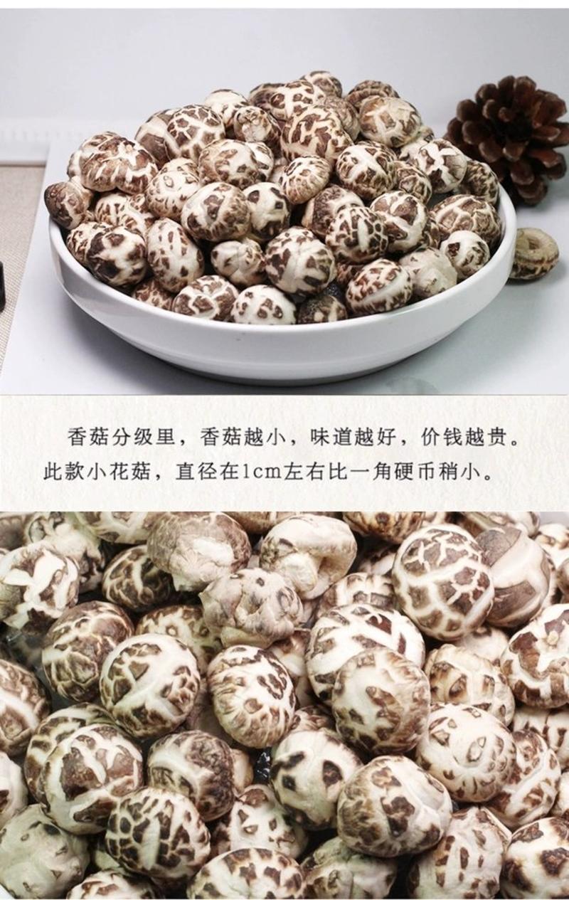 房县精品滑子菇小花菇珍珠菇1.0--1.5cm美味可口