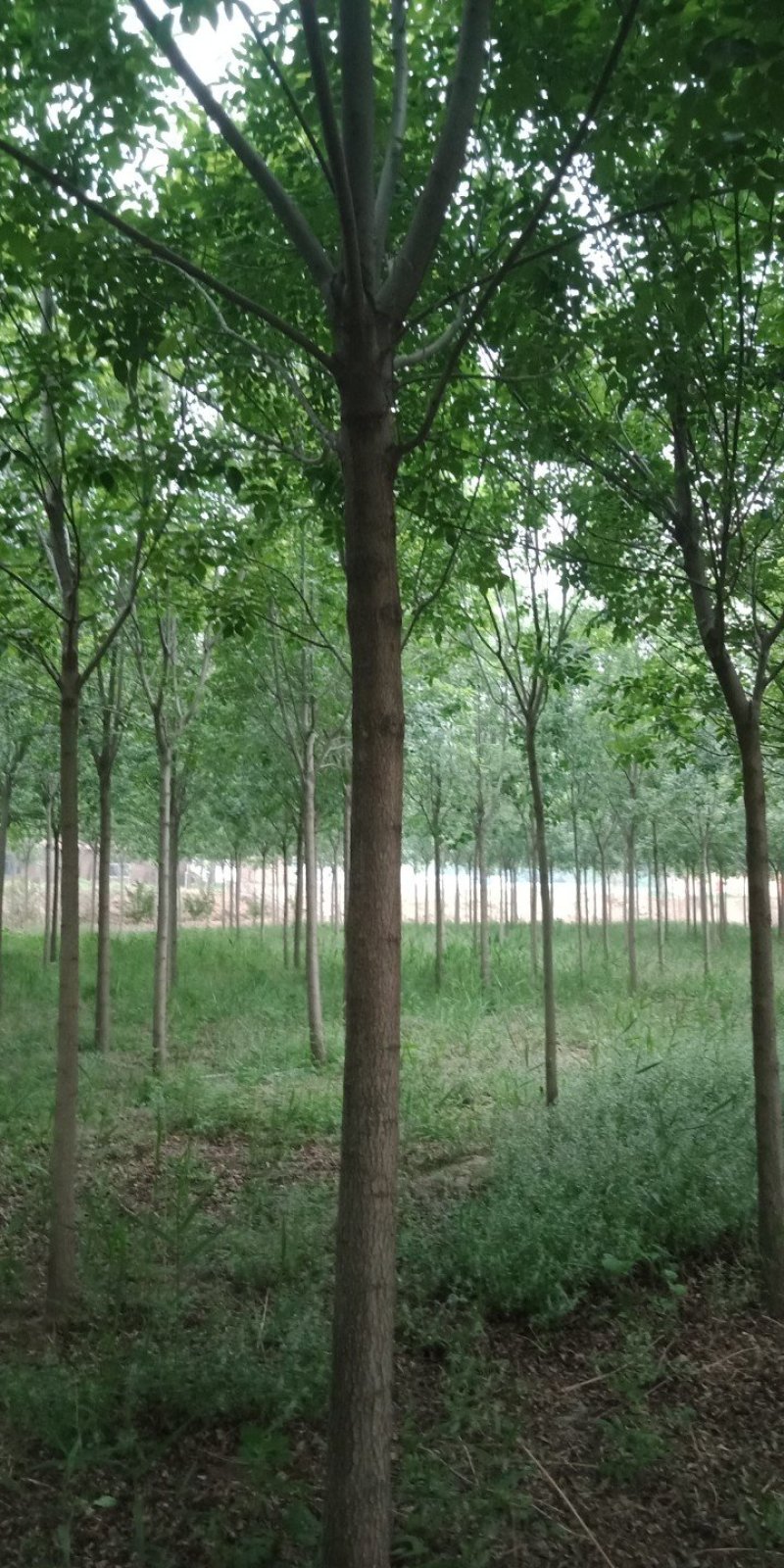白蜡国槐