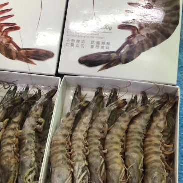 基围虾无污染海域出品超级棒