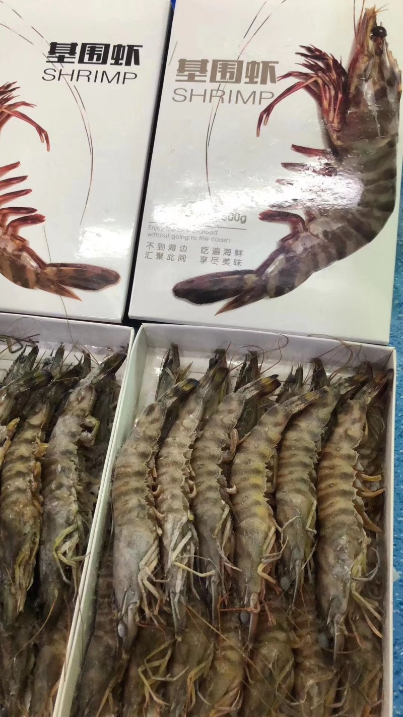 基围虾无污染海域出品超级棒