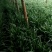 韭菜新鲜蔬菜农家自种精品韭菜上市头刀，二刀都有。