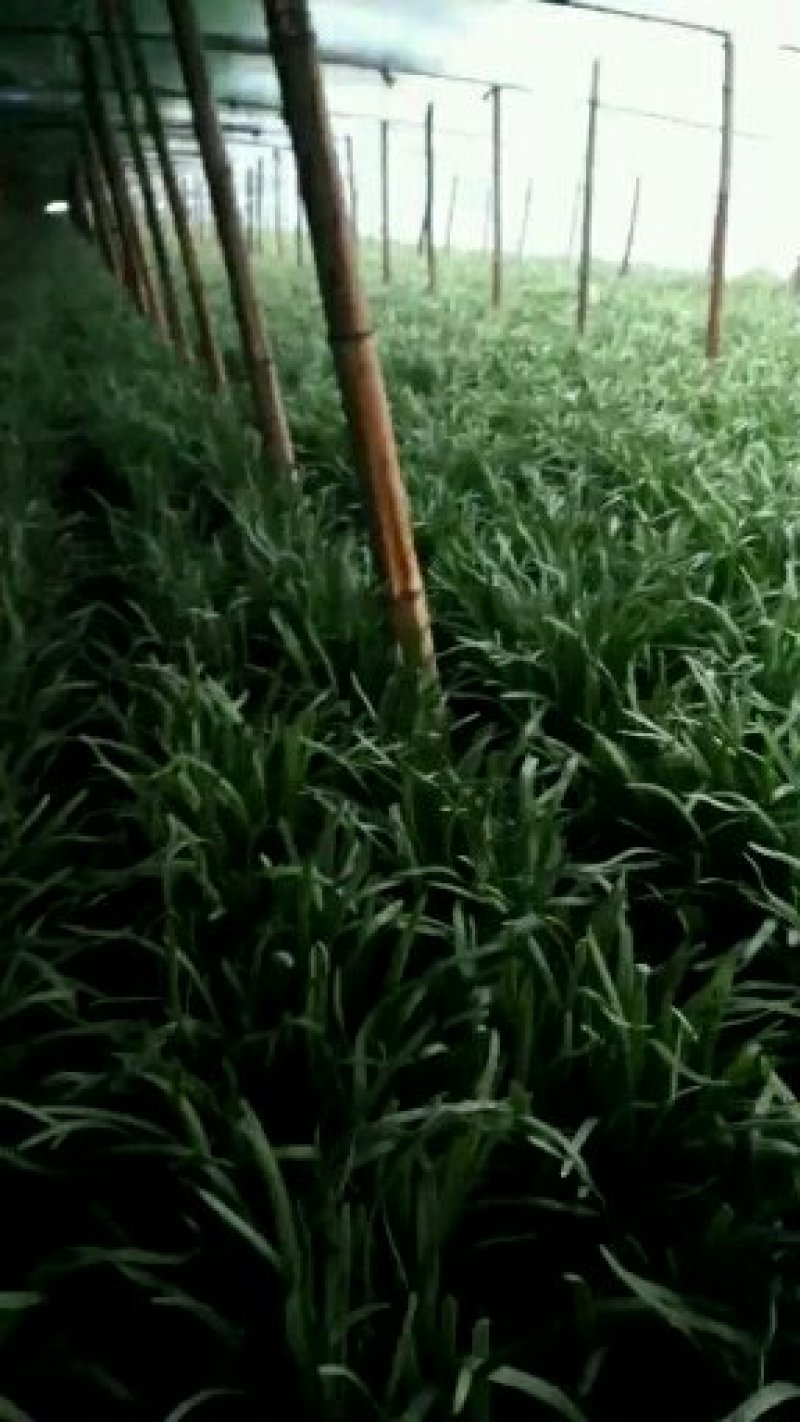 韭菜新鲜蔬菜农家自种精品韭菜上市头刀，二刀都有。