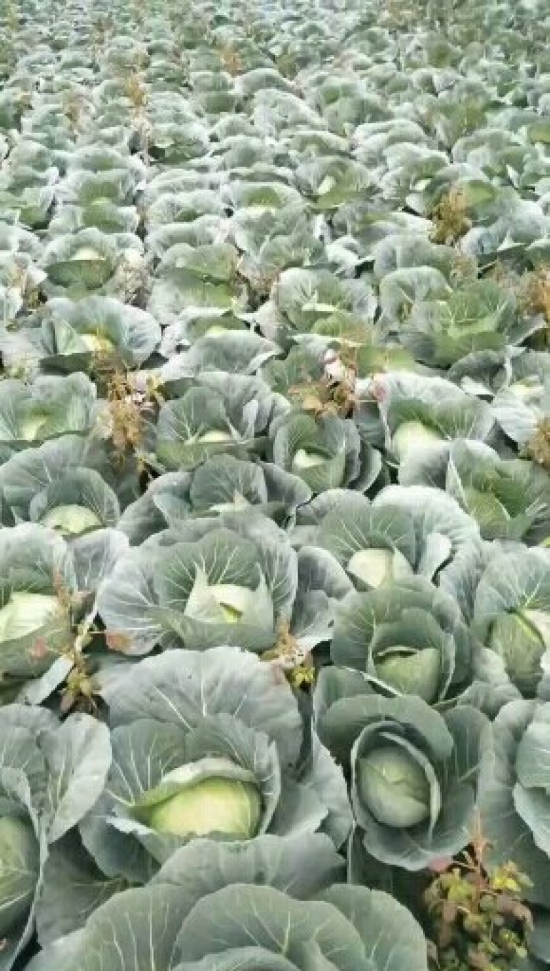 湖北老芦，扁包菜大量上市了，望全国各地新老朋友前来选购