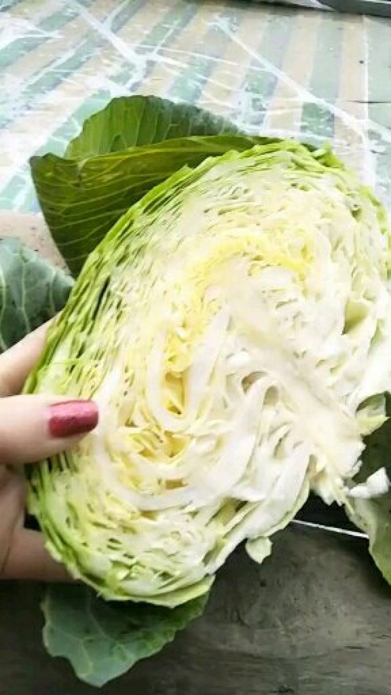 湖北老芦，扁包菜大量上市了，望全国各地新老朋友前来选购