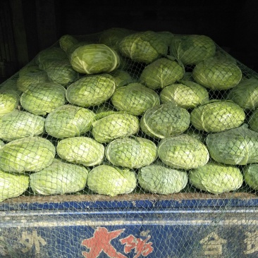 湖北老芦，扁包菜大量上市了，望全国各地新老朋友前来选购
