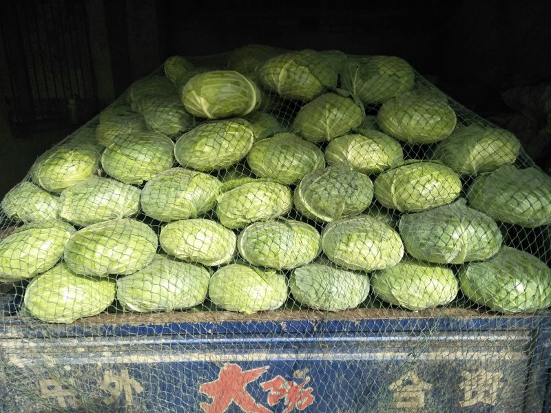 湖北老芦，扁包菜大量上市了，望全国各地新老朋友前来选购
