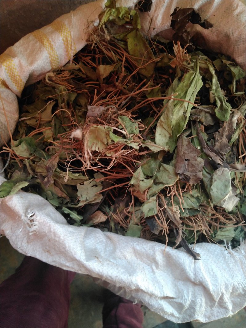 毛大丁，白头翁一支箭，兔耳风，自然风干，没水洗
