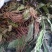 毛大丁，白头翁一支箭，兔耳风，自然风干，没水洗