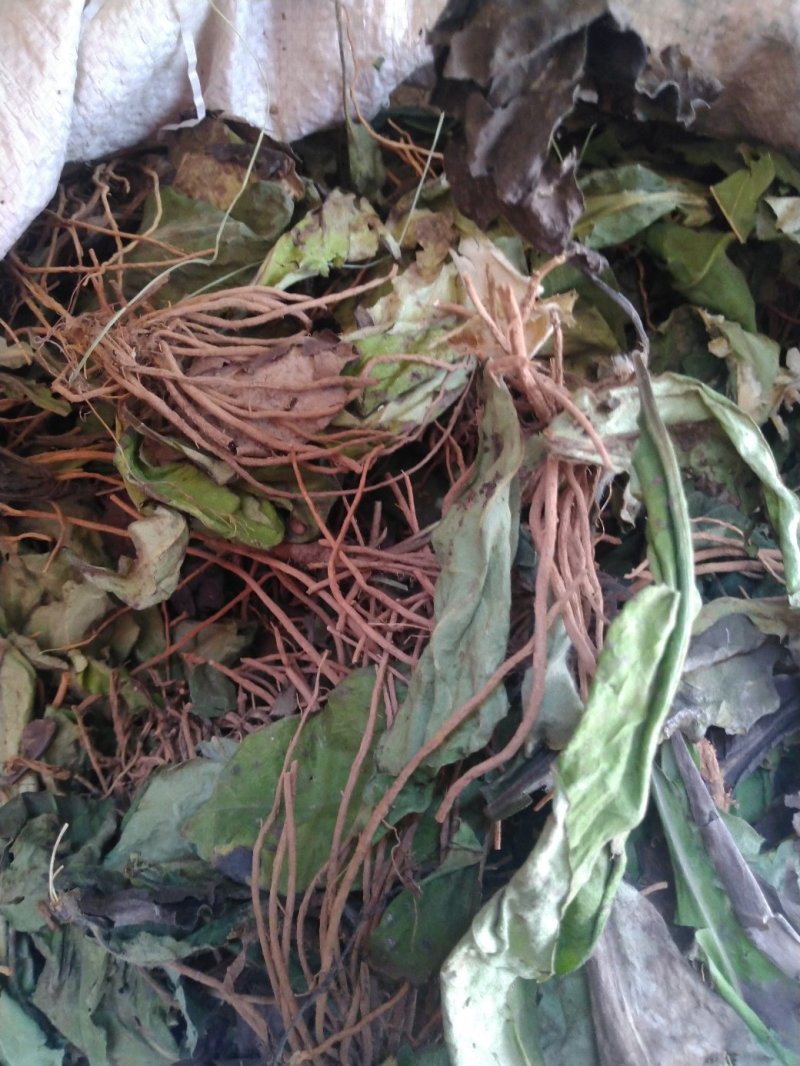 毛大丁，白头翁一支箭，兔耳风，自然风干，没水洗
