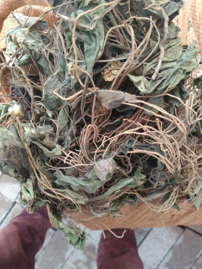 毛大丁，白头翁一支箭，兔耳风，自然风干，没水洗