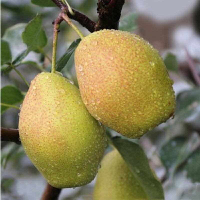 香梨梨子梨新鲜水果源自新疆库尔勒10/5/2斤批发红香酥