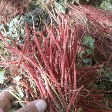 出售优质改良纯生茬地丹参苗