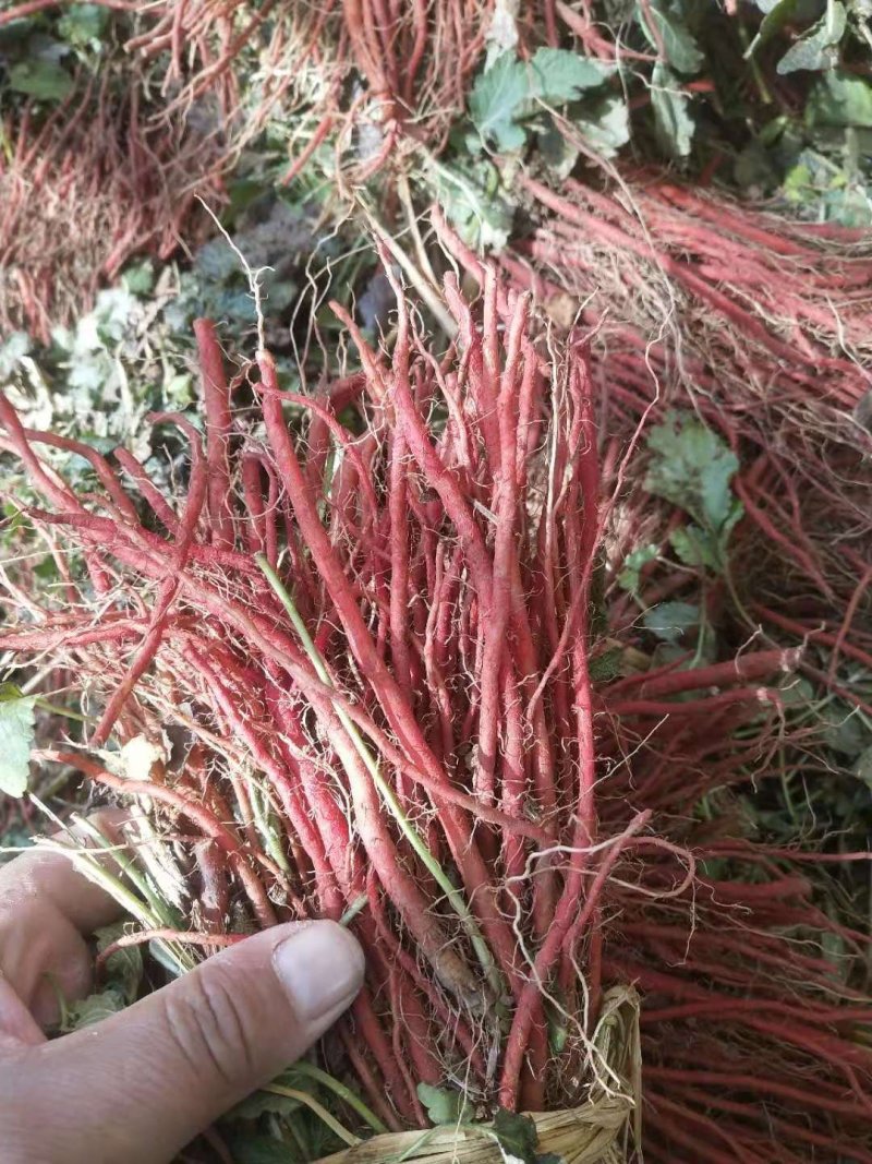 出售优质改良纯生茬地丹参苗