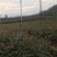 12万棵清香树苗