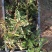 12万棵清香树苗