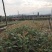 12万棵清香树苗