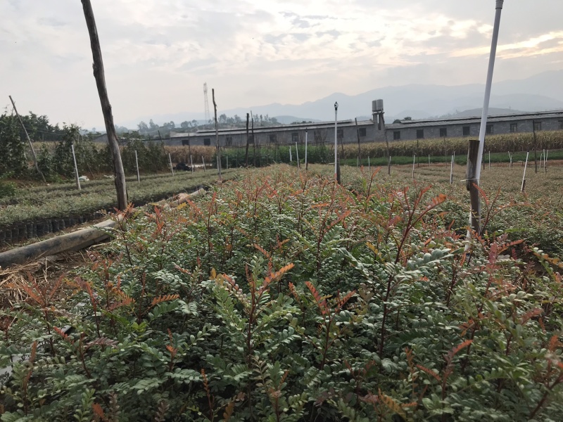 12万棵清香树苗