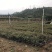 12万棵清香树苗