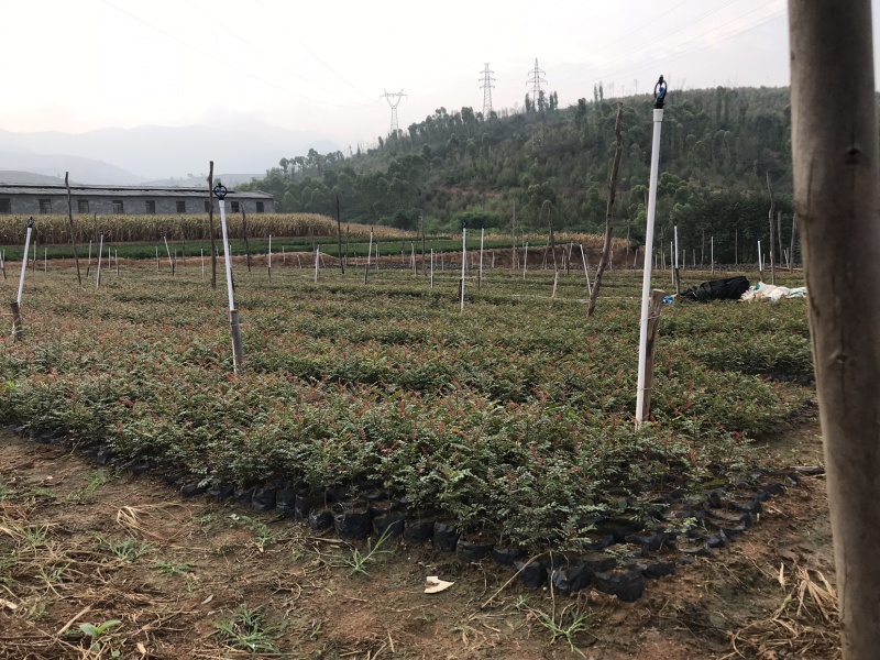 12万棵清香树苗