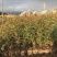 12万棵清香树苗