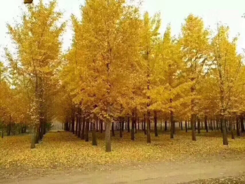 实生银杏树，嫁接银杏树