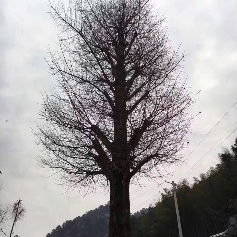 实生银杏树，嫁接银杏树