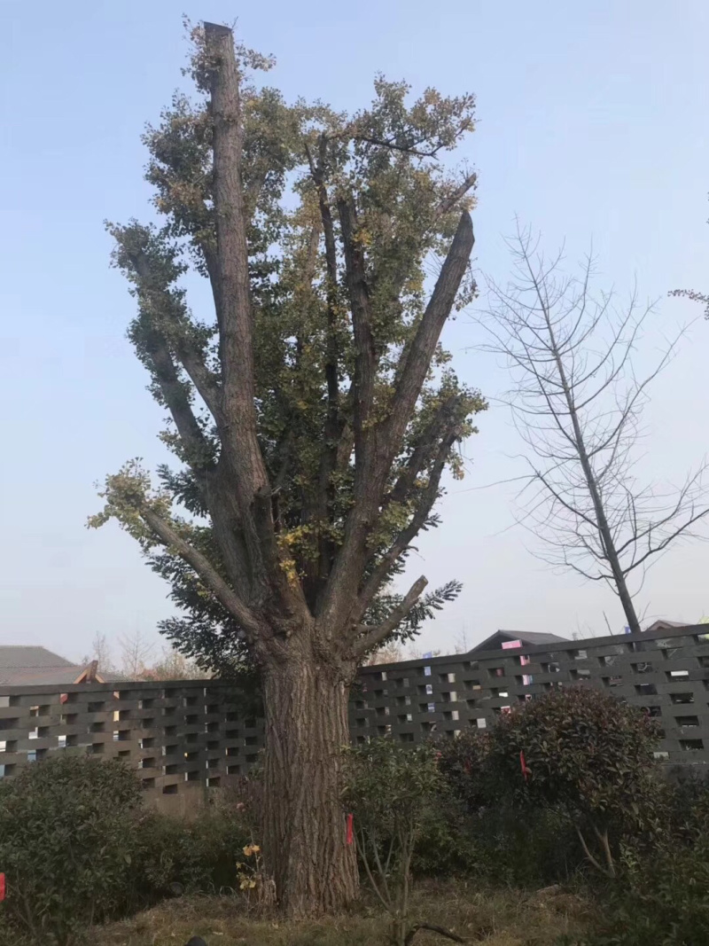 实生银杏树，嫁接银杏树