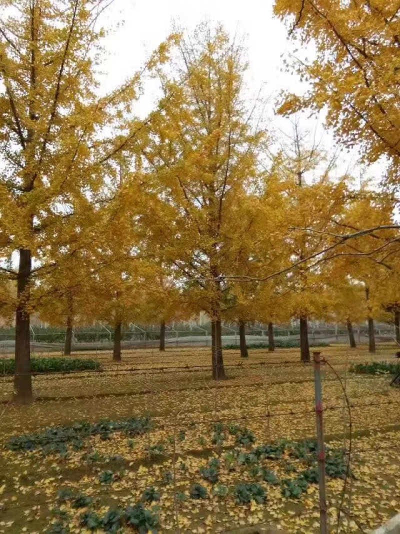 实生银杏树，嫁接银杏树