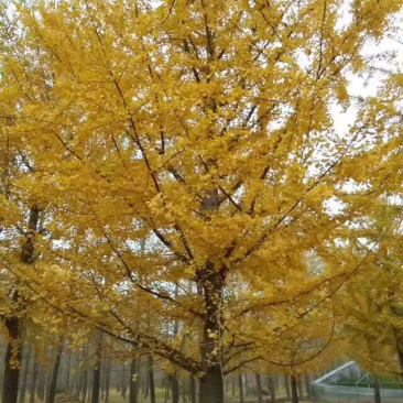 实生银杏树，嫁接银杏树