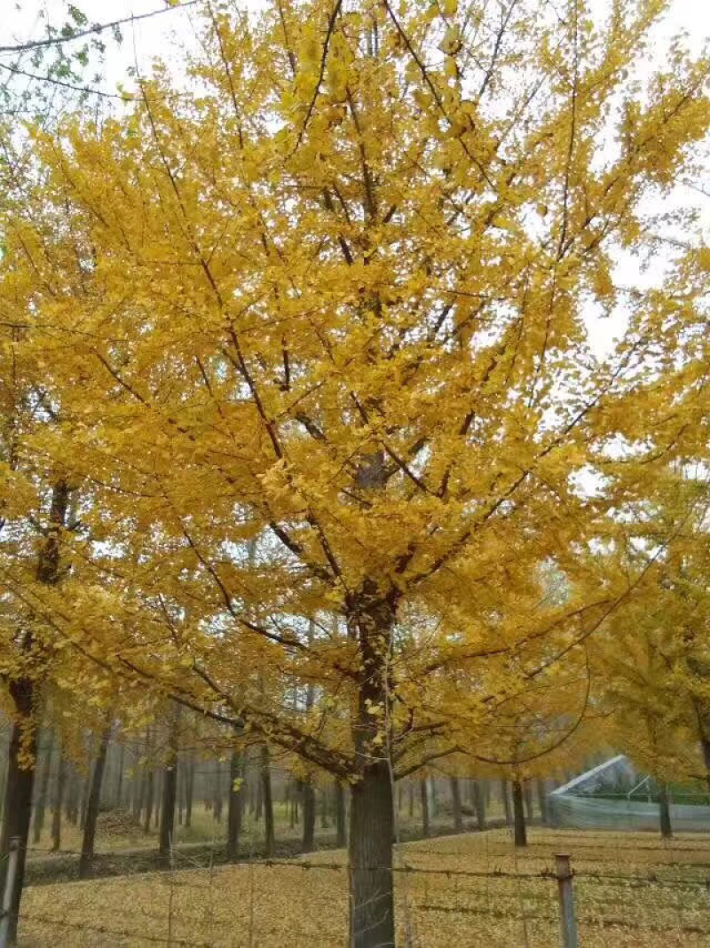 实生银杏树，嫁接银杏树