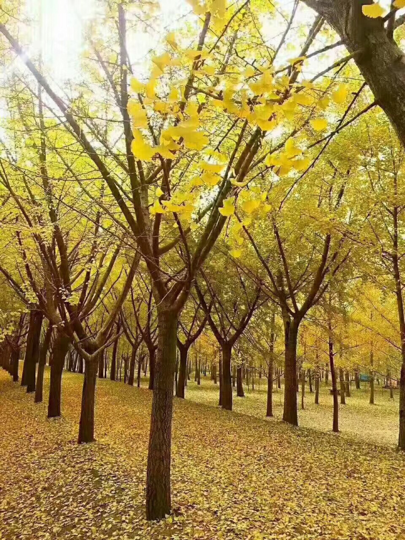实生银杏树，嫁接银杏树