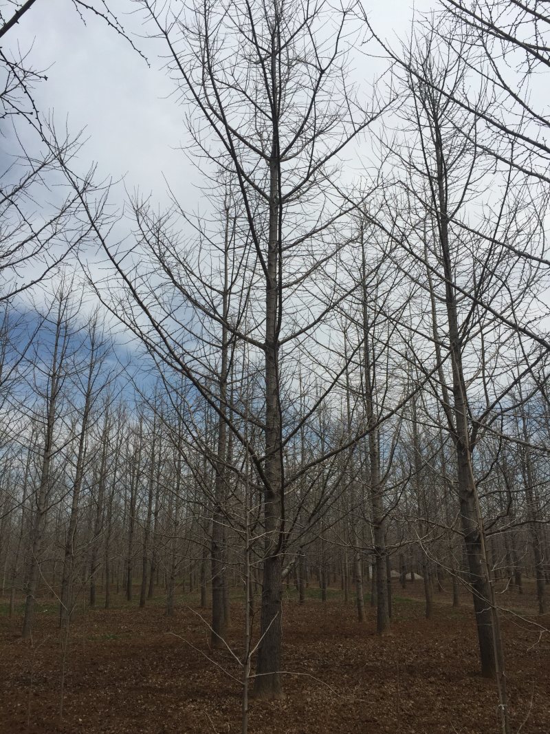实生银杏树，嫁接银杏树