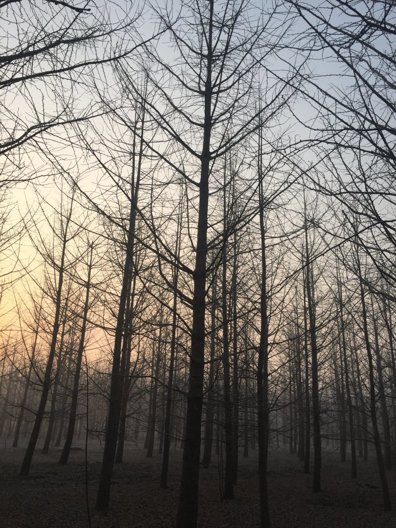 实生银杏树，嫁接银杏树