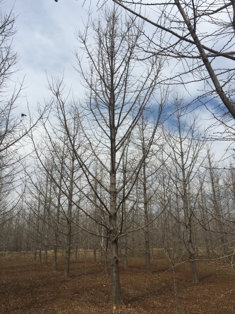 实生银杏树，嫁接银杏树