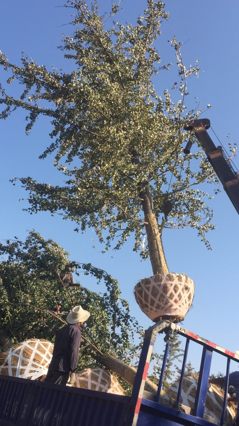 实生银杏树，嫁接银杏树