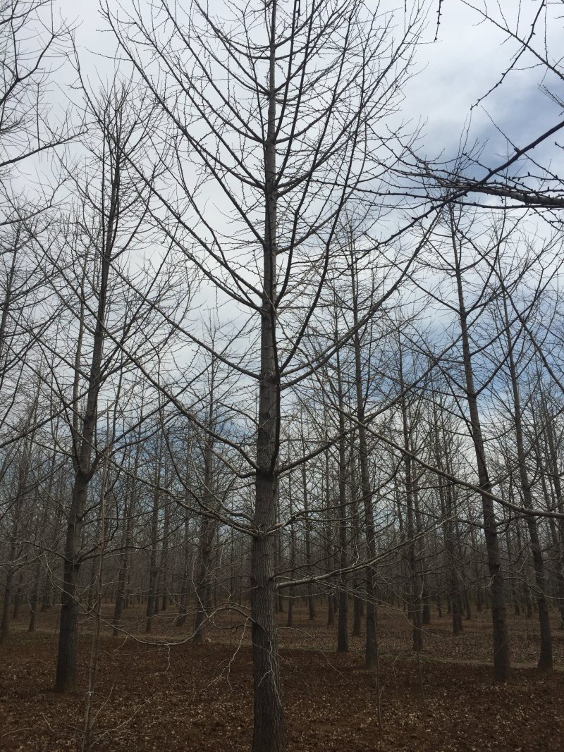 实生银杏树，嫁接银杏树