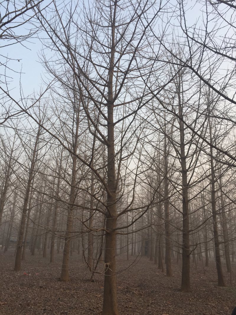 实生银杏树，嫁接银杏树