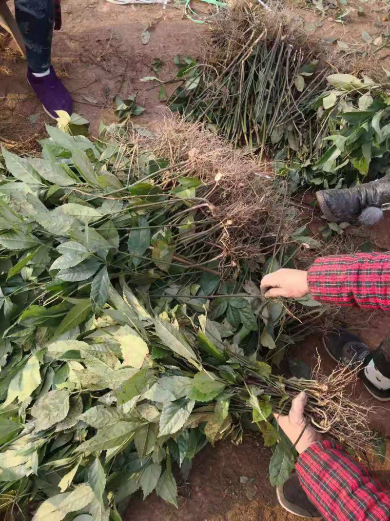 草珊瑚苗子，种子免费技术指导，成活率90%一件代发