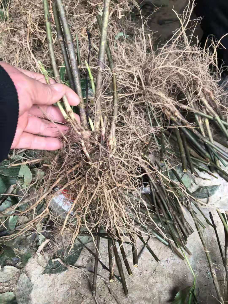 草珊瑚苗子，种子免费技术指导，成活率90%一件代发