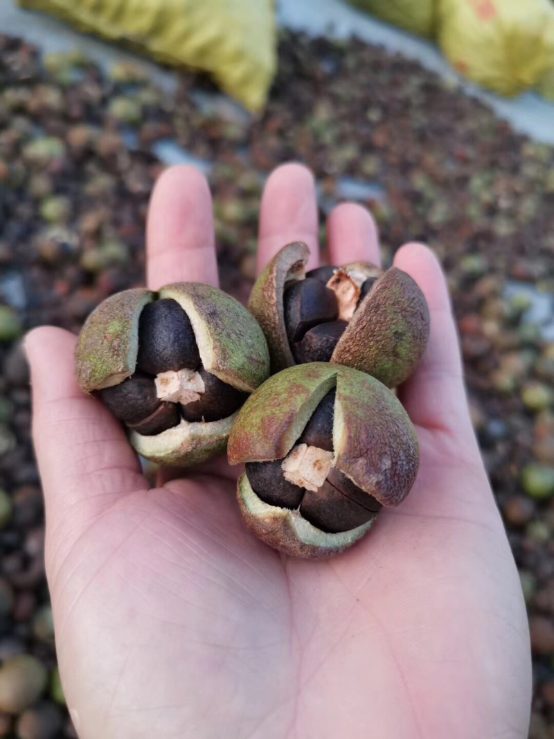 广西南方树上一元野生新鲜生山茶果日产万斤茶籽干茶籽果压榨